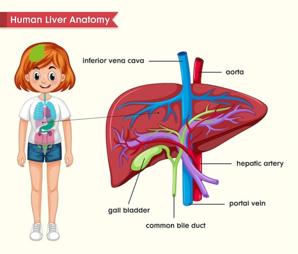 Understanding Fatty Liver Disease: A Growing Health Concern in India