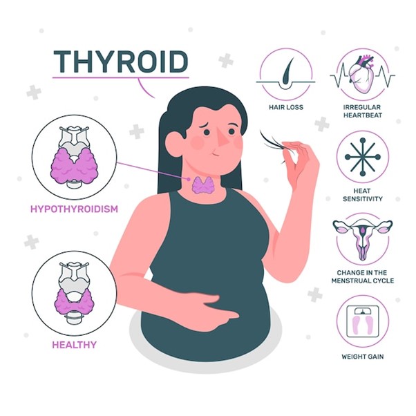 The Thyroid Gland: A Vital Regulator of Health